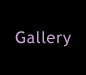GALLERY - Boccaccio Club